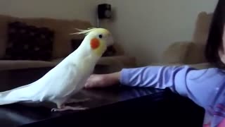 Cockatiel sings Indiana Jones Theme Song