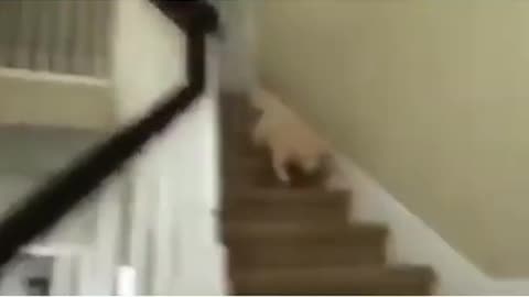 Funny Dog Falls Down Stairs