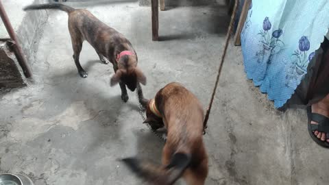 MOTHER DOG AND PUPPY FIGHTING OVER A COCONUT SHELL