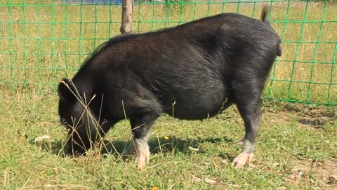 Black hog eating grass