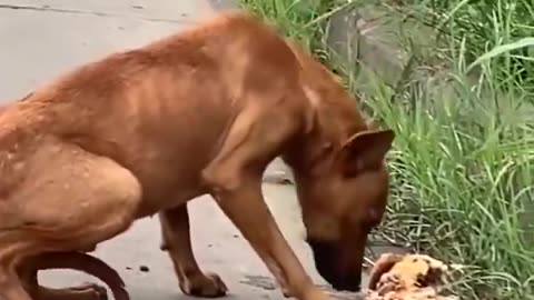 Feeding Stray Dogs