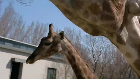 Great tongued giraffe