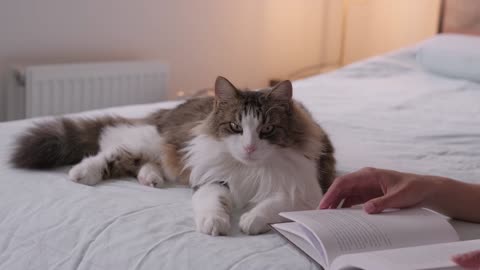 Cute cat on a bed