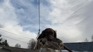 Springer Spaniel on bench