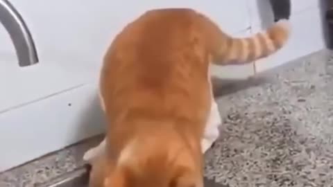 Funny Cats Compilations