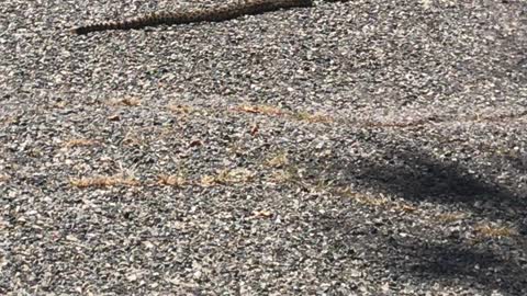 Another Rattlesnake on our street