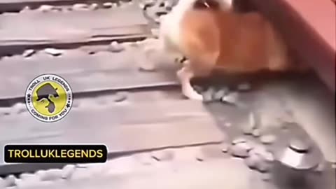 Dogs Fight For food Funny Clip