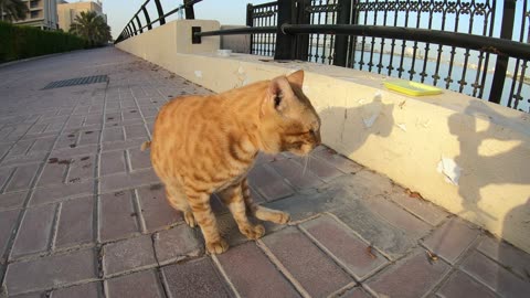 CHRIS MARTIN & MICHAEL JACKSON - Homeless cats in Ras Al Khaimah, UAE #ChrisMartin #MichaelJackson