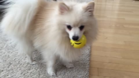 Cute dog play with yellow ball _ Pomeranian Mr Spock