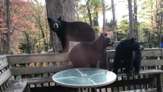 Bear Trio on the Deck