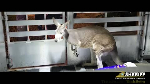 Hillsborough County Sheriff's deputies corral a wayward kangaroo near a pool at an apartment complex