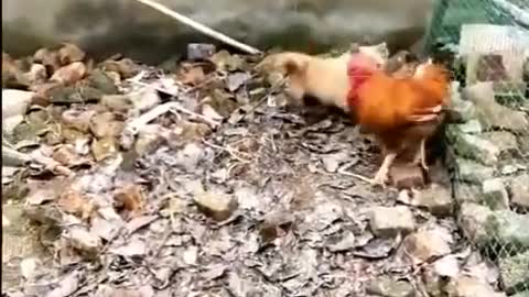 Chicken VS Dog Fight Funny fight compilation