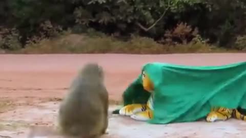 Pranking monkey