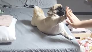 Pug High Five