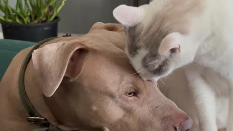 Elder Cat Takes a Liking to Younger Dog