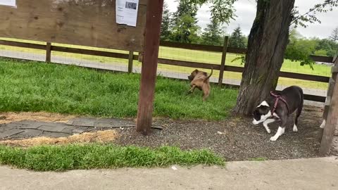 German Shepherd Attacks Pitbull with simple trick