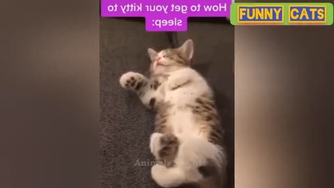 Funny Cats videos and Kittens Baby Compilation 2022 🤣