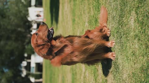 How to dentify a pure Golden Retrieve puppy