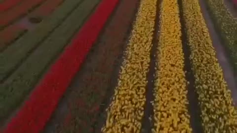 Flower fields in the Netherlands