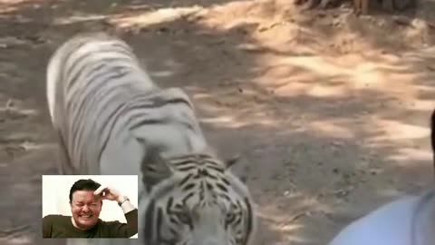 Tigers treat tourists like food.