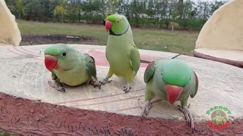 Parrot talking nice video