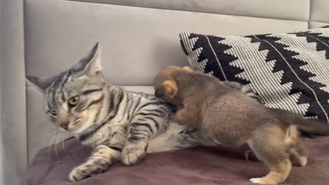 Funny Cat Reaction to Puppies ,Kitty sees them for the First Time.