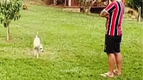 Blind dog has a priceless reaction when he finds his owner🥹