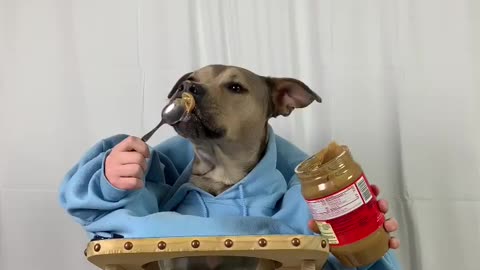 This dog is eating food.