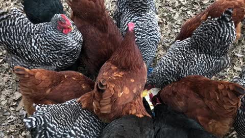 Chickens Eating Scrambled Eggs