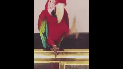 Funny Parrots Going Crazy - Funniest Parrots Compilation 2020