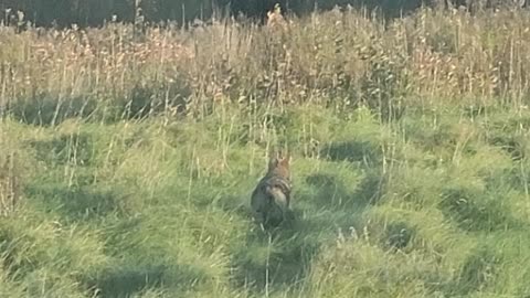 Just running through the field