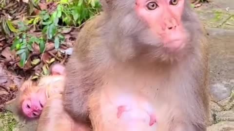 Monkey with new born baby🐒😍🐒