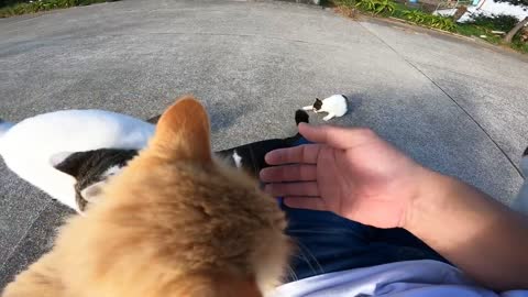 Cat Island in Japan