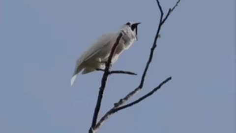 Scary bird sounds