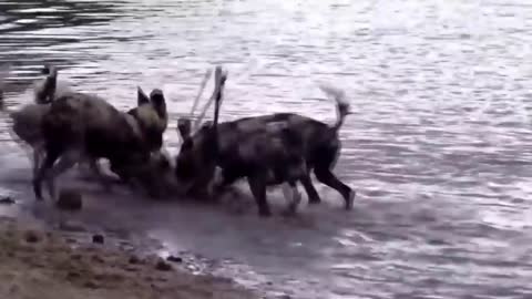 Best wild attacks Epic battle of Wild dogs vs animals