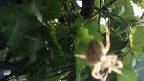 Spider at dinner