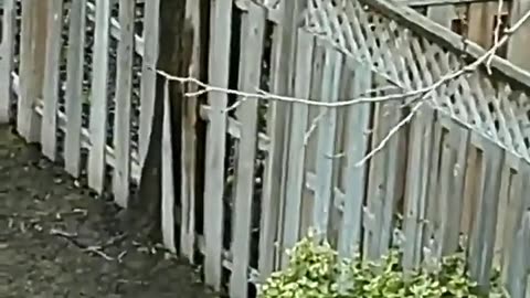 Playful squirrel has fun playing with the ball