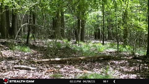 Trail Cam Deer - Button Buck | Bedded Deer Gets Up | Doe