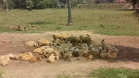 Sheep's In Tree Shed In Bihar Village