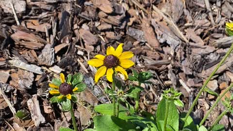 Beautiful Black-Eyed Susan!