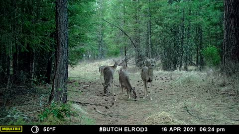 More Deer Eating Corn