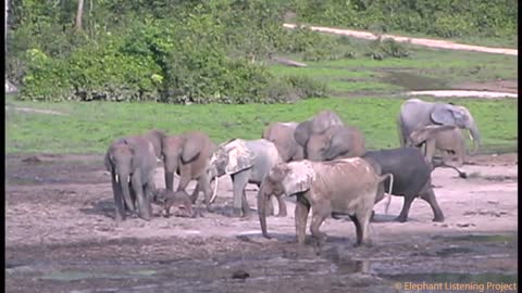 Welcoming a Newborn Elephant Calf