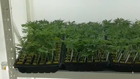 Nursery at GenetiCan. The team is doing a killer job!