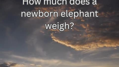 Elephant Fact 2 - How much does a newborn elephant weigh?