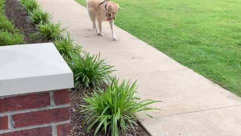 Golden Retriever Takes Herself for A Walk