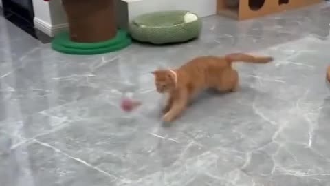 Best cat toy ever Bought