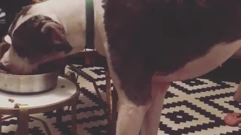 Black dog eating food out of side table with feet on sofa