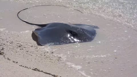 Shark vs Stingray on the Great Barrier Reef