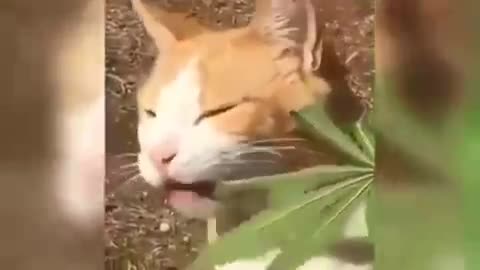 Cat ate, weed leaf and this happened to it.