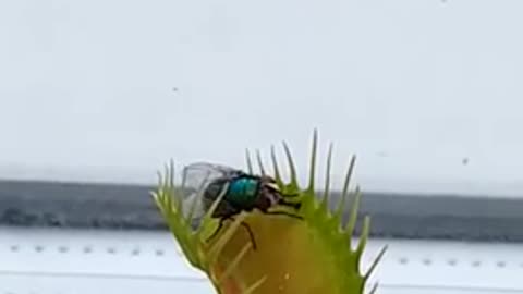 VENUS FLY TRAP TRAPPING A FLY